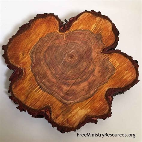 Rose Tree Splice 的图像结果