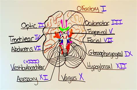 Cranial Nerves Labeling