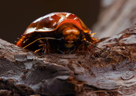 5 Largest Cockroaches in the World - A-Z Animals