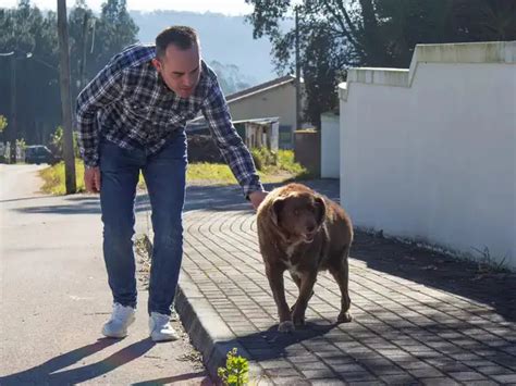 World's oldest dog, Bobi, dies at 31: A remarkable legacy - Bobi, the ...