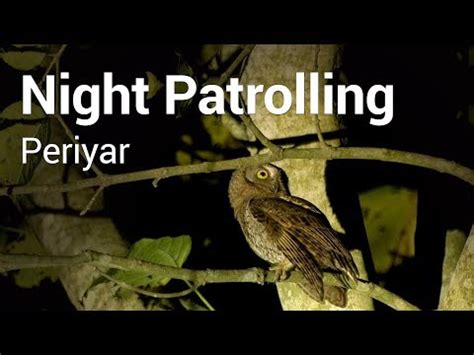 Jungle Scout - a night trekking programme | Periyar Tiger Reserve ...