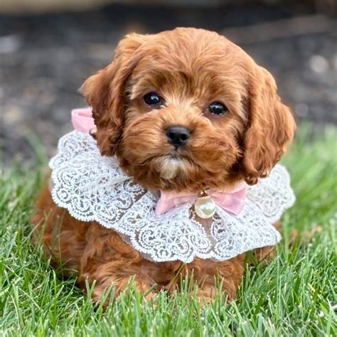 Cavapoo Puppy Personality: 7 Traits Every Owner Must Know