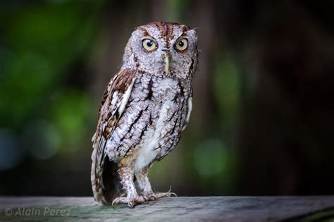 Eastern screech-owl. Florida. : r/wildlifephotography