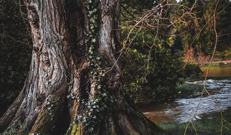 Commitment Speech 的图像结果