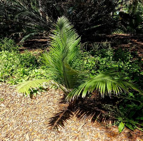Majesty Palm Care Indoors: 11 Easy Steps To Ravenea Rivularis Care