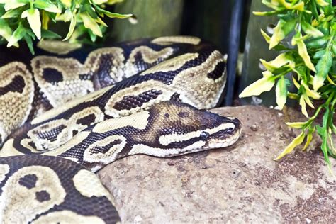 Largest Rock Python 的图像结果