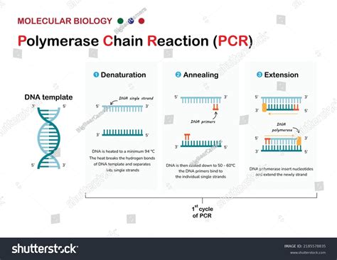 Molecular Biology Present Principle Process Polymerase Stock Vector ...