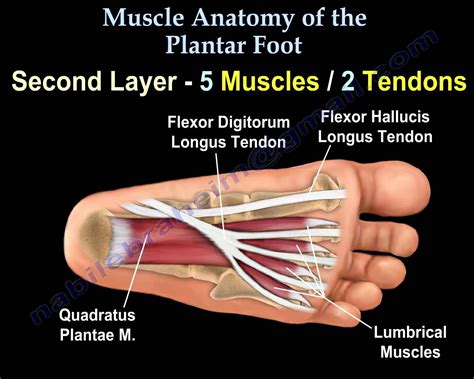 Foot Muscles Tendons Diagram