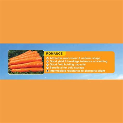 BASF nunhems Romance F1 Hybrid Carrot Seeds – Cultree India