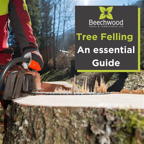 Image result for KERF Cut Tree Felling