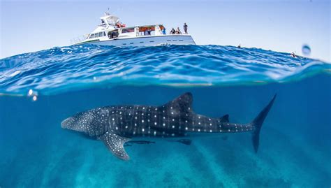 Nado con ballenas jorobadas o tiburones ballena en la Costa de Ningaloo ...