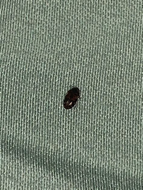 What Are The Little Black Bugs With Orange Stripes at Andrea Rumfelt blog