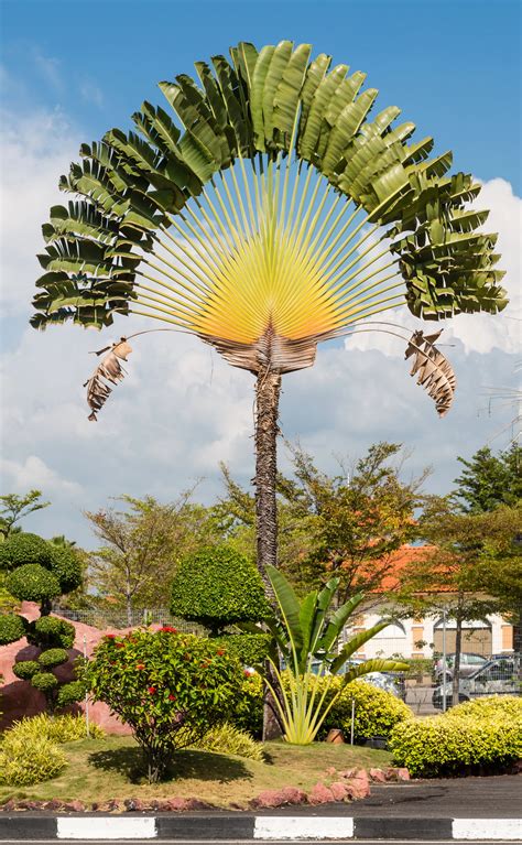 Endemic Plants To Madagascar