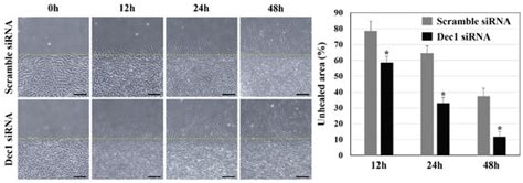 Ribosomal Stress Couples with the Hypoxia Response in Dec1-Dependent ...