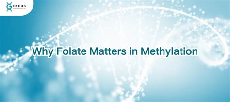 Image result for Different Types of Folate