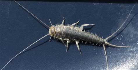 Silverfish Uk