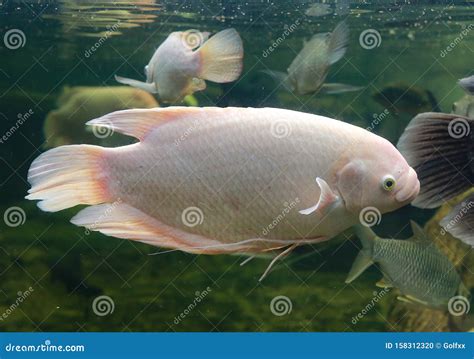 White Giant Gourami Fish Osphronemus Goramy Swimming in Aquarium Tank ...