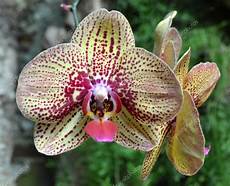 immagini fiori orchidee fiori di orchidee bellissime foto stock 169 weter777 61865255 immagini fiori orchidee fiori di orchidee bellissime foto stock 169 weter777 61865255