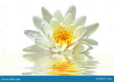 White Lotus Flower At Lotus Pond Stock Image | CartoonDealer.com #165563533
