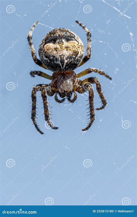 Cat-faced Spider stock photo. Image of speckled, spider - 255815180