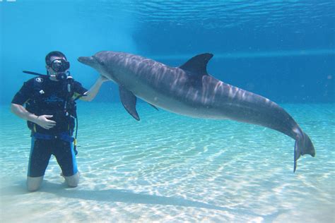 How Deep Can Dolphins Dive at Joel Kates blog