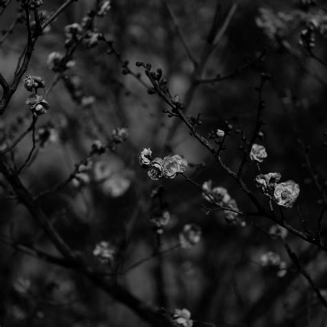 Download wallpaper 2780x2780 sakura, flowers, bw, branches, tree, bloom ...