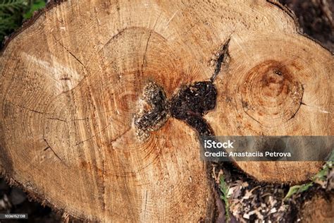 Image result for Log Top View Sprite