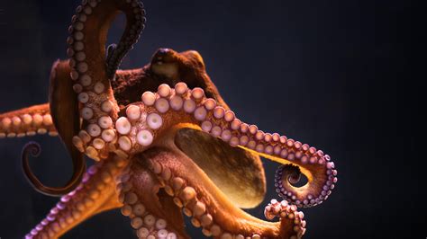 Image result for Octopus Desktop