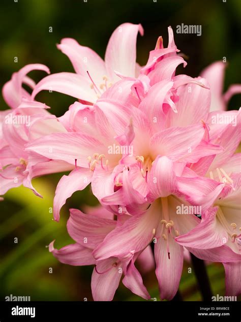 Belladonna Lily, Amaryllis belladonna, in flower Stock Photo - Alamy