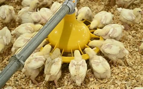 Pan Feeding System for Broilers | Automatic Feeders | Gartech