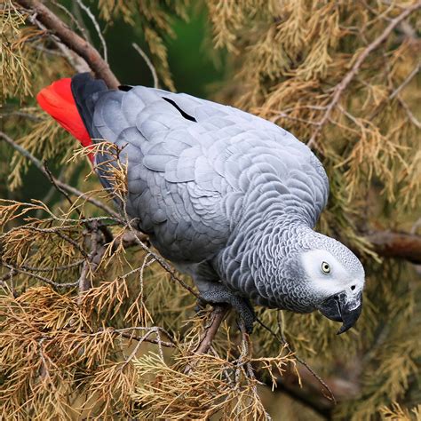 Blue African Grey