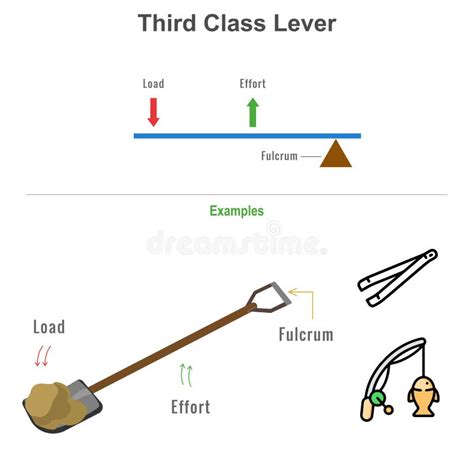 Image result for 3rd Class Lever Examples