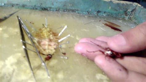 How to Dissect a Cockroach 的图像结果