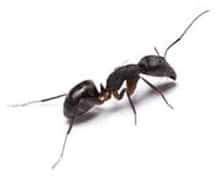 Ant Colony Matlab Code 的图像结果