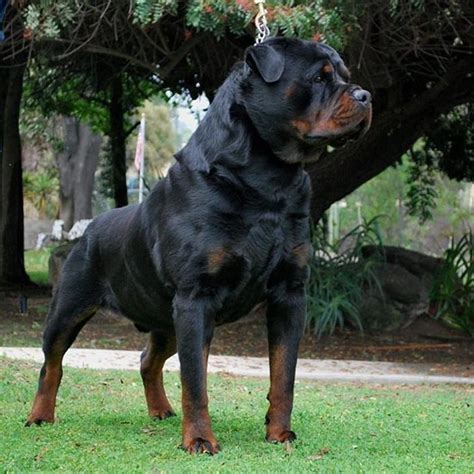 Rottweiler puppies with Xtra Von Ruelmann Bloodlines available