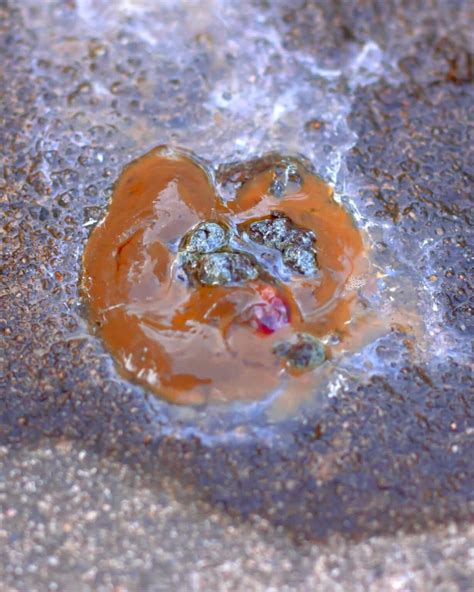 Image result for Sick Chicken Poop