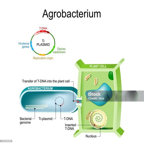 Agrobacterium Tumefaciens