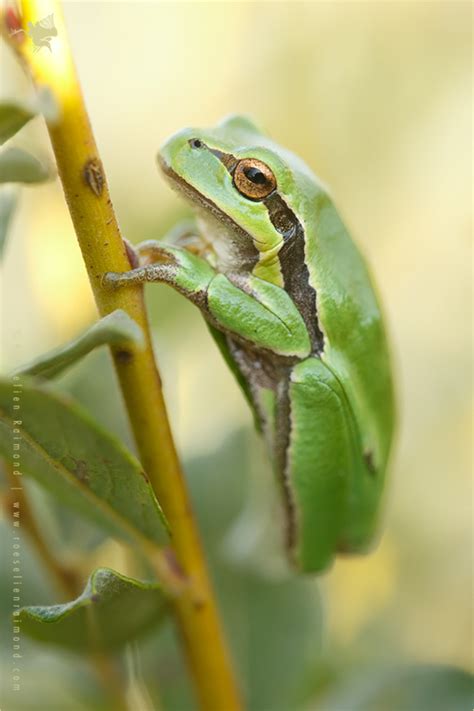 Tree Frog Range 的图像结果