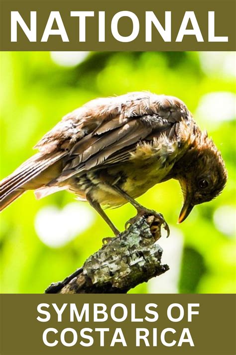 National Symbols of Costa Rica | Costa rica, Costa, Historia