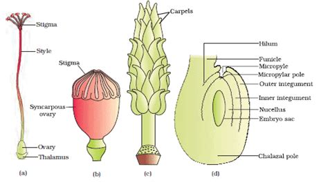 Sexual Reproduction in Flowering Plants Chapter Notes | Biology Class ...