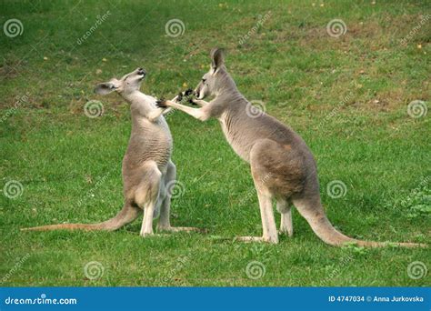 Kangaroo boxing stock photo. Image of ears, playful, iconic - 4747034