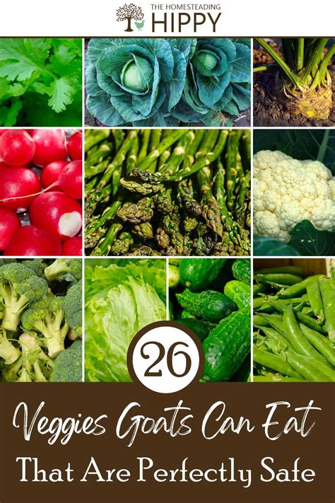 26 Veggies Goats Can Eat that Are Perfectly Safe – Domajax