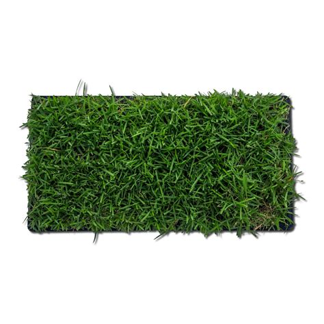 EMPIRE Zoysia Grass Plugs | Sod Solutions