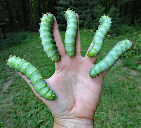 Giant Moth Caterpillar