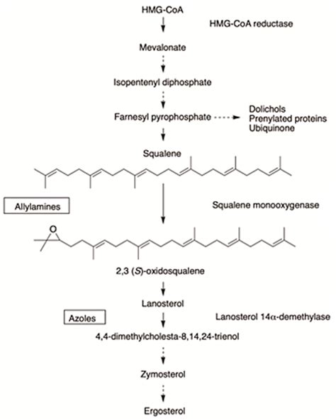 Allylamines, Benzylamines, and Fungal Cell Permeability: A Review of ...