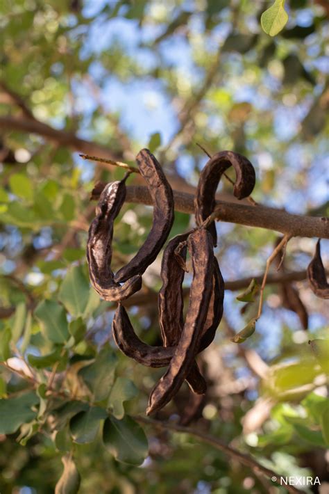 Spotlight on Locust Bean Gum - Nexira