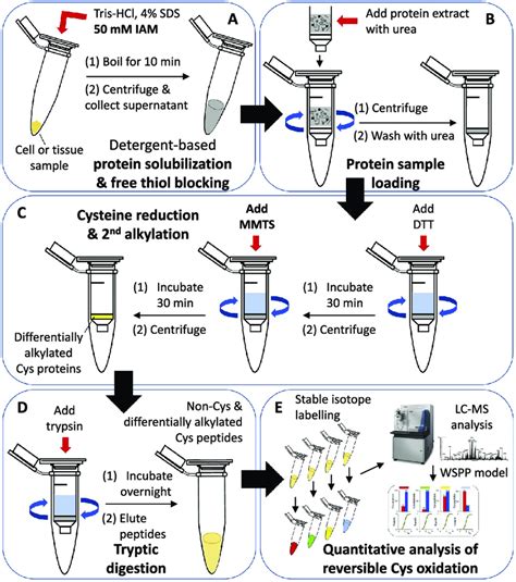 Tumor Tissue Homogenization Protocol 的图像结果