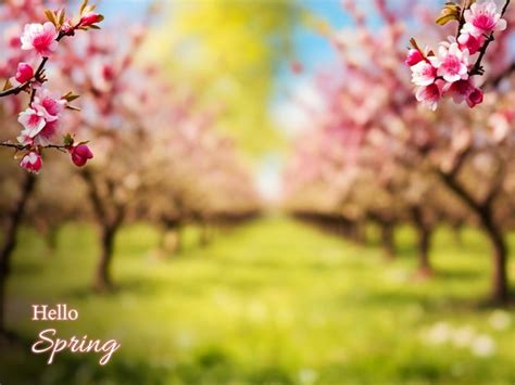 Image result for Spring Flower PSD