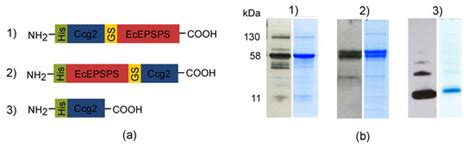 Surface Functionalization by Hydrophobin-EPSPS Fusion Protein Allows ...