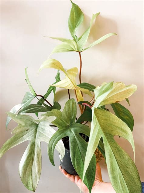 Philodendron Florida Ghost Mint Starter Plant (ALL STARTER PLANTS ...